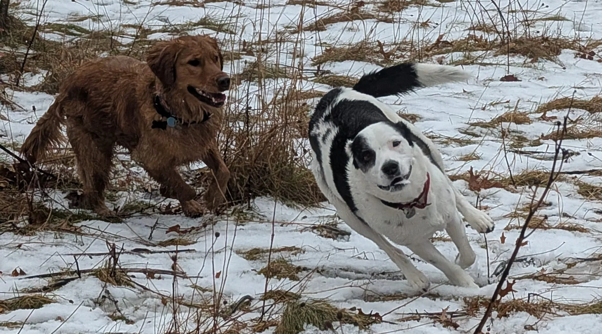 Dog enjoying a winter outing in the snow