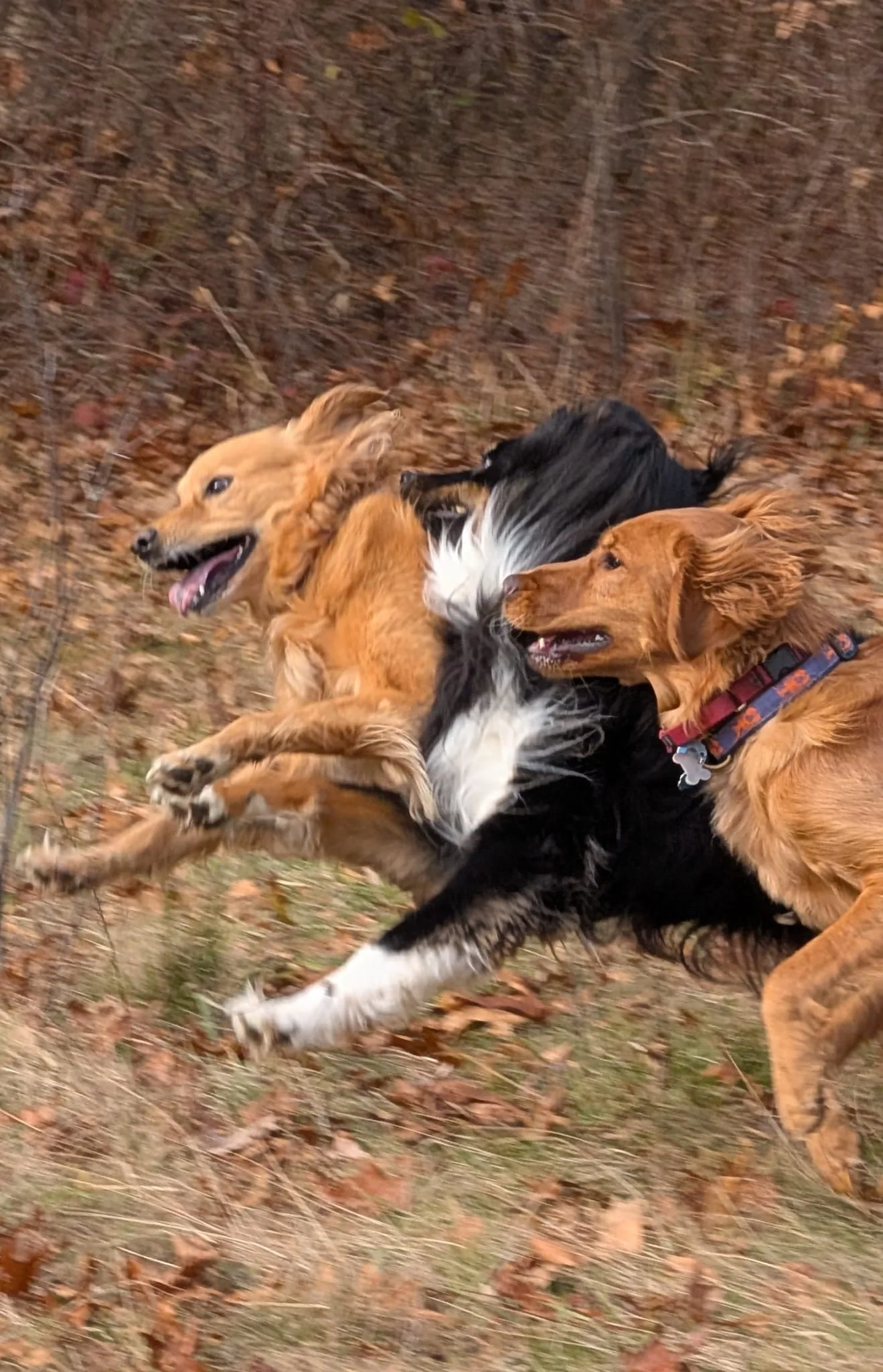 Dogs together in a sunlit field
