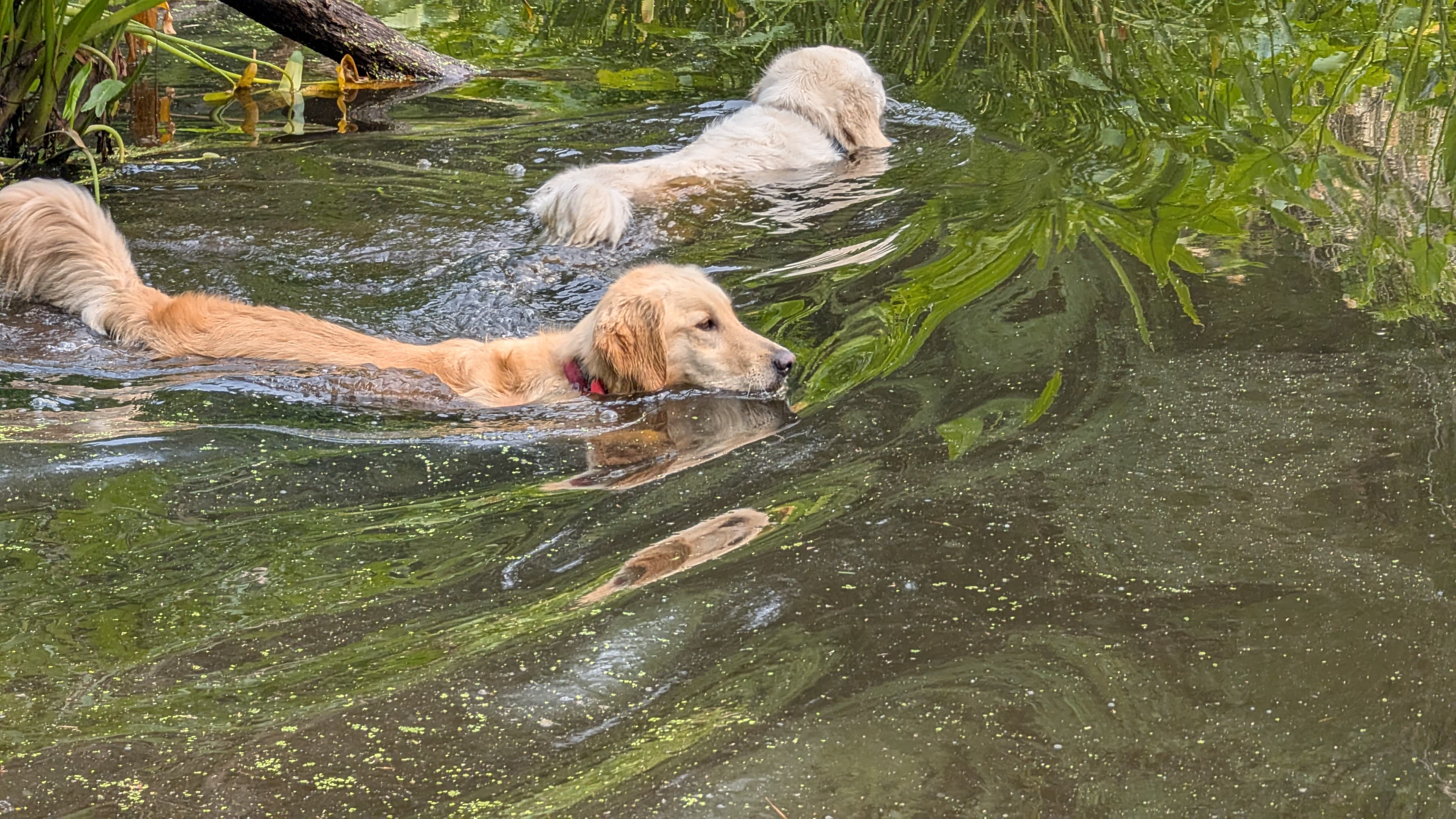 Dogs swimming and playing at a pond