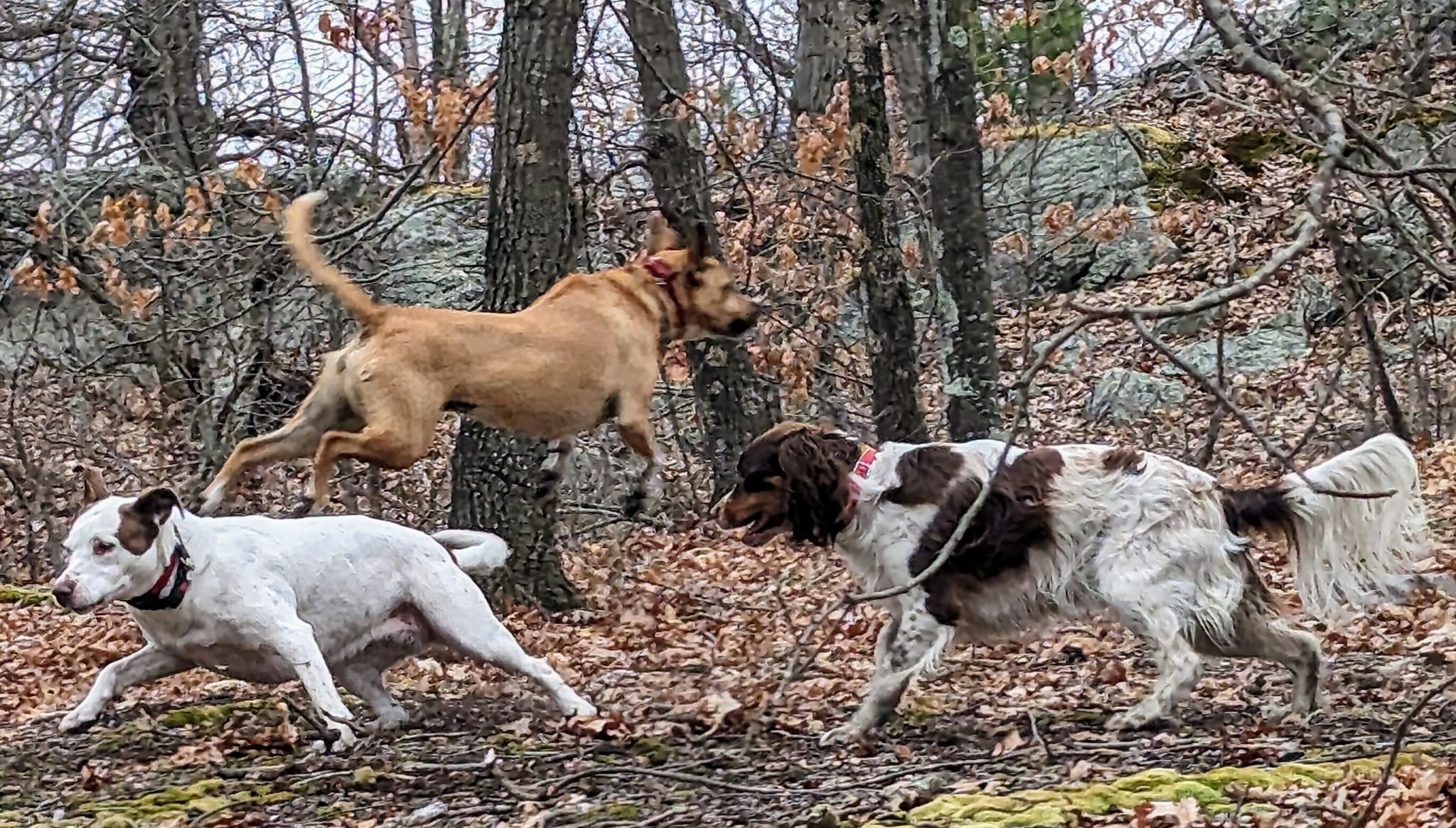 Dogs running together through autumn woodland