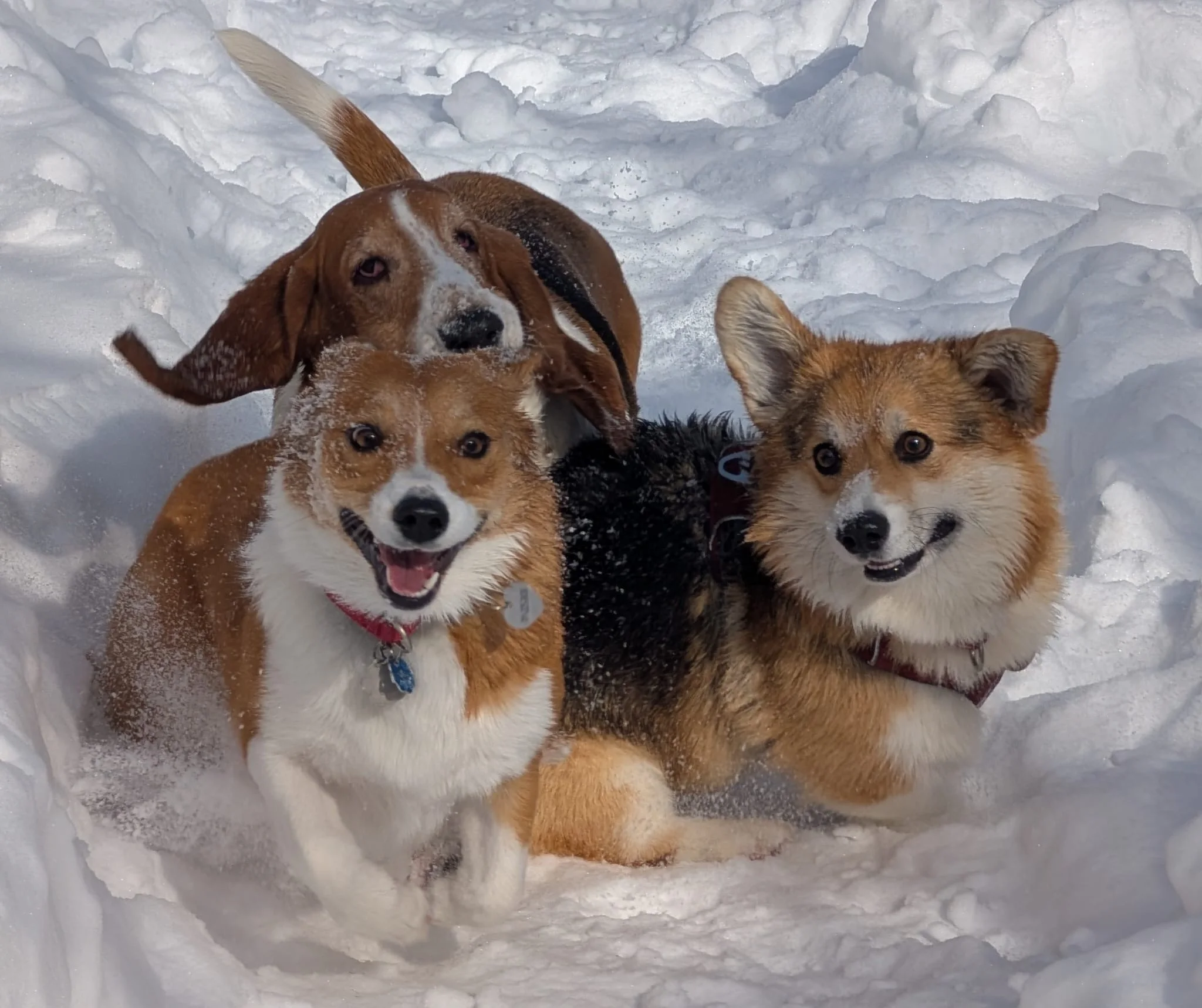 Three dogs sitting together for a portrait